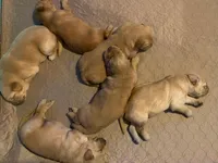 Pure-bred Golden Retriever AKC 1, a female Golden Retriever for sale in Sanford, NC – Photo 6 of 8