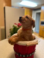 Golden AKC 12, a female Golden Retriever for sale in Sanford, NC – Photo 2 of 9