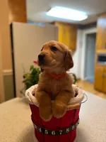 Golden AKC 12, a female Golden Retriever for sale in Sanford, NC – Photo 1 of 9