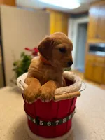 Golden AKC 12, a female Golden Retriever for sale in Sanford, NC – Photo 5 of 9