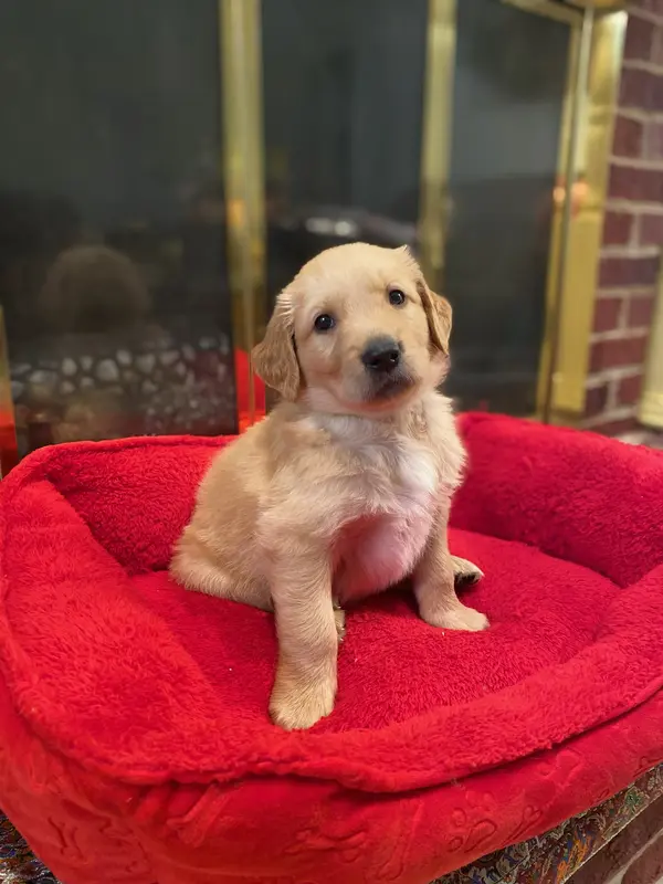 Purebred, AKC Golden #1