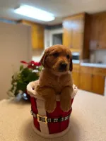 Purebred, AKC Golden Pup 9, a male Golden Retriever for sale in Sanford, NC – Photo 1 of 10