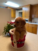 Purebred, AKC Golden Pup 9, a male Golden Retriever for sale in Sanford, NC – Photo 2 of 10