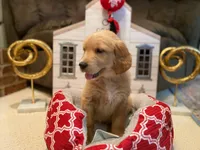 Golden AKC 8, a female Golden Retriever for sale in Sanford, NC – Photo 2 of 8