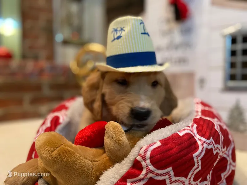 Golden AKC 8 – Golden Retriever puppy for sale in Sanford, NC