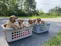 Pure-bred Golden Retriever AKC 12, a female Golden Retriever for sale in Sanford, NC – Photo 3 of 10