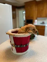 Pure-bred Golden Retriever AKC 12, a female Golden Retriever for sale in Sanford, NC – Photo 1 of 10