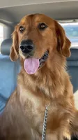Pure-bred Golden Retriever AKC 12, a female Golden Retriever for sale in Sanford, NC – Photo 6 of 10