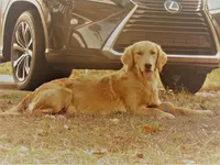 Pure-bred Golden Retriever AKC 12, a female Golden Retriever for sale in Sanford, NC – Photo 8 of 10