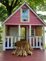 Pure-bred Golden Retriever AKC 12, a female Golden Retriever for sale in Sanford, NC – Photo 2 of 10
