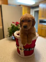 Purebred, AKC Golden Pup 6, a male Golden Retriever for sale in Sanford, NC – Photo 2 of 10