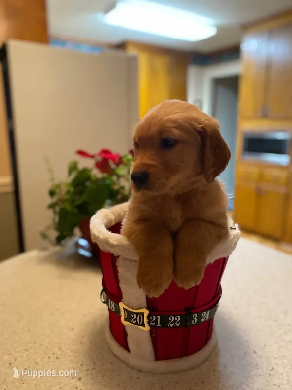 Purebred, AKC Golden Pup 6