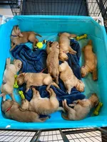 Golden AKC 3, a female Golden Retriever for sale in Sanford, NC – Photo 8 of 10