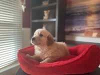 Golden AKC 3, a female Golden Retriever for sale in Sanford, NC – Photo 3 of 10