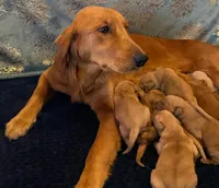 Golden AKC 3, a female Golden Retriever for sale in Sanford, NC – Photo 4 of 10