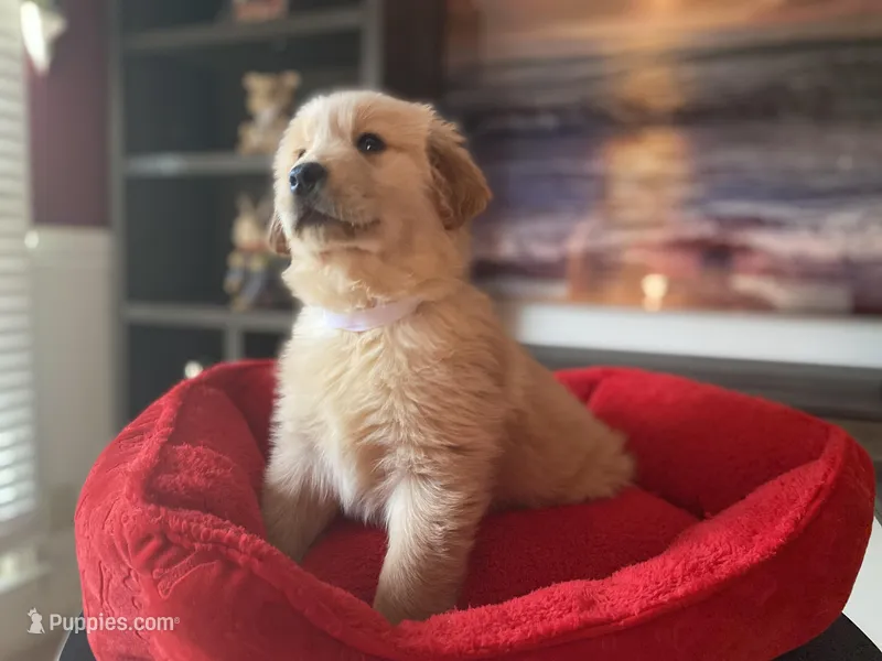 Golden AKC 3 – Golden Retriever puppy for sale in Sanford, NC