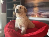 Golden AKC 3, a female Golden Retriever for sale in Sanford, NC – Photo 1 of 10