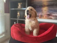 Purebred, AKC Golden, a female Golden Retriever for sale in Sanford, NC – Photo 1 of 10