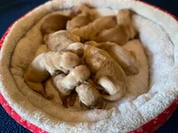 Purebred, AKC Golden, a female Golden Retriever for sale in Sanford, NC – Photo 6 of 10