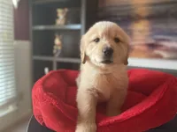 Purebred, AKC Golden, a female Golden Retriever for sale in Sanford, NC – Photo 3 of 10