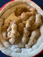 Purebred, AKC Golden, a female Golden Retriever for sale in Sanford, NC – Photo 5 of 10