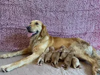 AKC Golden Retriever Pup 1, a male Golden Retriever for sale in Sanford, NC – Photo 5 of 10