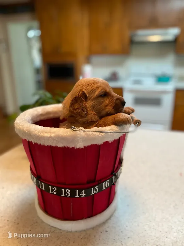 AKC Golden Retriever Pup 8