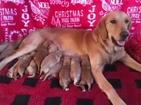 AKC Golden Retriever Pup 8, a female Golden Retriever for sale in Sanford, NC – Photo 7 of 10