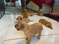 AKC Golden Retriever Pup 8, a female Golden Retriever for sale in Sanford, NC – Photo 5 of 10