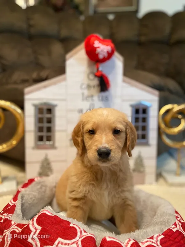 Golden AKC 5 – Golden Retriever puppy for sale in Sanford, NC