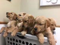 Golden AKC 5, a female Golden Retriever for sale in Sanford, NC – Photo 7 of 8