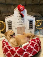 Golden AKC 5, a female Golden Retriever for sale in Sanford, NC – Photo 2 of 8