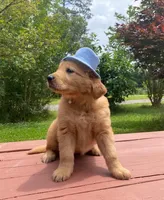 Pure-bred Golden Retriever AKC 11, a female Golden Retriever for sale in Sanford, NC – Photo 2 of 10