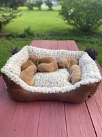 Pure-bred Golden Retriever AKC 11, a female Golden Retriever for sale in Sanford, NC – Photo 3 of 10