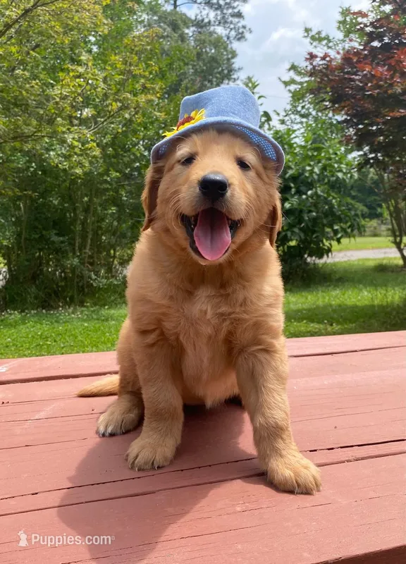 Pure-bred Golden Retriever AKC 11 – Golden Retriever puppy for sale in Sanford, NC