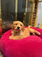 AKC Golden Retriever Pup 7, a female Golden Retriever for sale in Sanford, NC – Photo 1 of 10