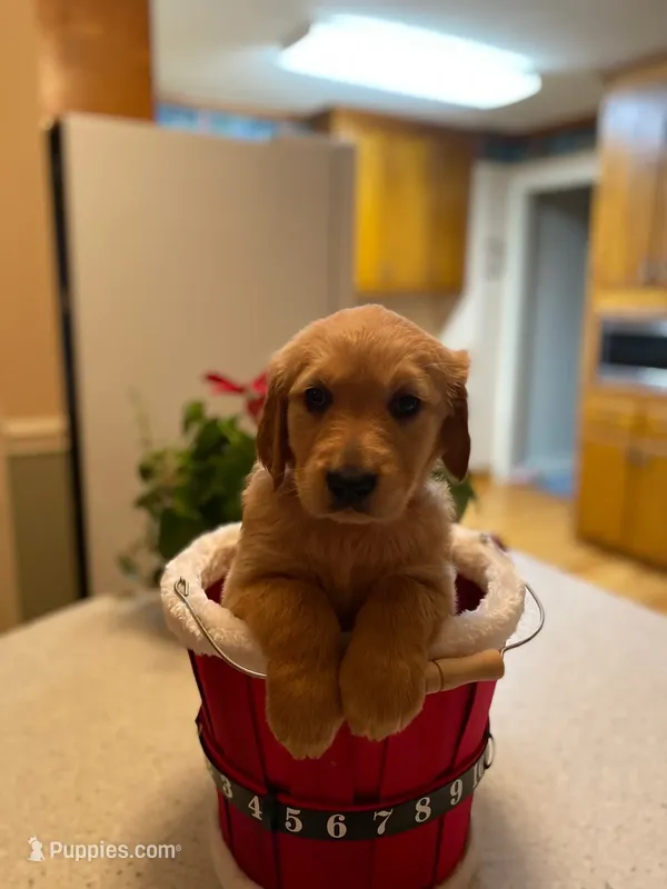Purebred, AKC Golden Pup 5