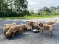 Purebred, AKC Golden Pup 5, a male Golden Retriever for sale in Sanford, NC – Photo 3 of 10