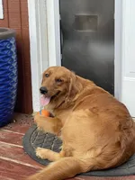 Purebred, AKC Golden Pup 5, a male Golden Retriever for sale in Sanford, NC – Photo 6 of 10