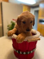 Purebred, AKC Golden Pup 5, a male Golden Retriever for sale in Sanford, NC – Photo 4 of 10