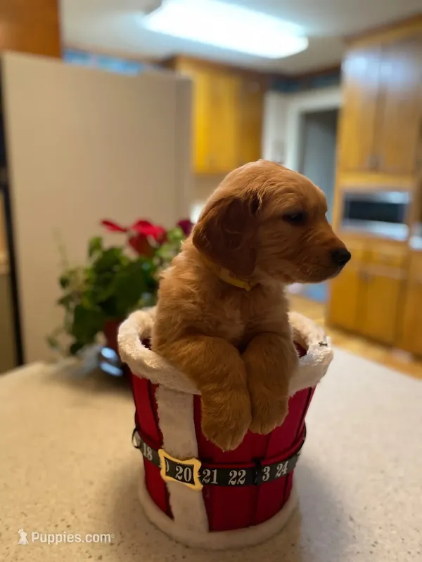 Purebred, AKC Golden Pup 7