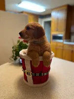 Purebred, AKC Golden Pup 10, a male Golden Retriever for sale in Sanford, NC – Photo 4 of 10