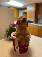 Purebred, AKC Golden Pup 10, a male Golden Retriever for sale in Sanford, NC – Photo 2 of 10