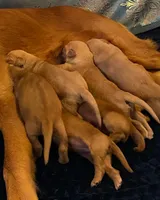 Purebred, AKC Golden Pup 10, a male Golden Retriever for sale in Sanford, NC – Photo 8 of 10