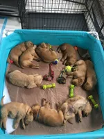 Purebred, AKC Golden Pup 1, a male Golden Retriever for sale in Sanford, NC – Photo 7 of 10