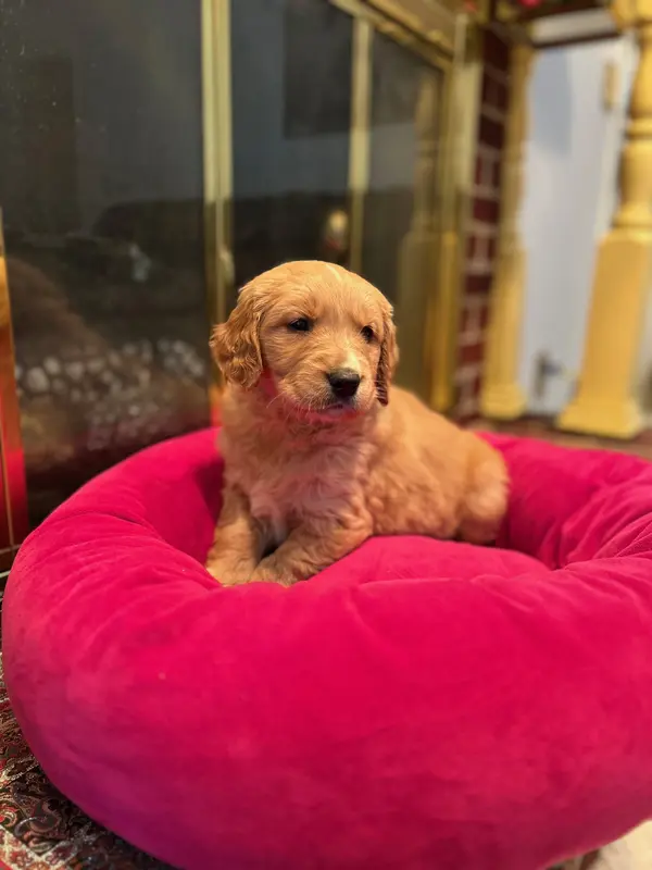 Purebred, AKC Golden Pup 1