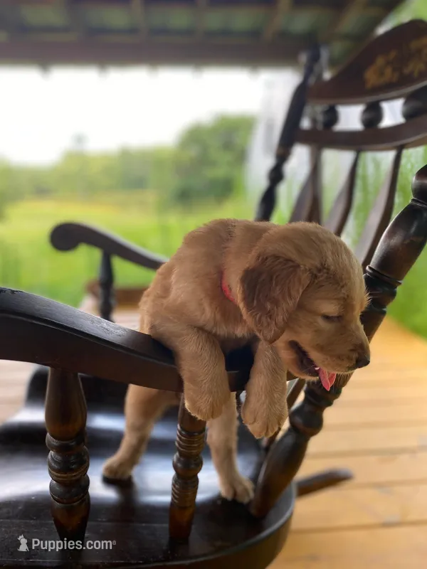 Pure-bred Golden Retriever AKC 4 – Golden Retriever puppy for sale in Sanford, NC