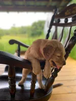 Pure-bred Golden Retriever AKC 4, a female Golden Retriever for sale in Sanford, NC – Photo 1 of 7