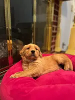 Purebred AKC, a female Golden Retriever for sale in Sanford, NC – Photo 1 of 6