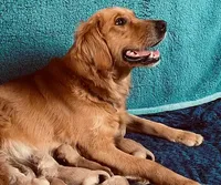 Purebred AKC, a female Golden Retriever for sale in Sanford, NC – Photo 3 of 6